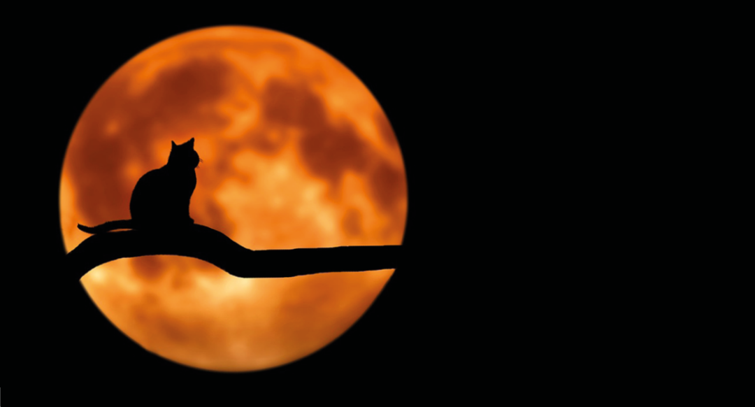 Historien om Halloween, forskellen på halloween og fastelavn, Guide til Halloween, Halloween, dansk Halloween,